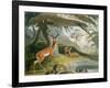 The Pallah, Plate 9 from 'African Scenery and Animals', Engraved by the Artist, 1804-Samuel Daniell-Framed Giclee Print