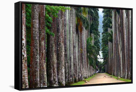 The Palm Alley In The Botanical Garden In Rio De Janeiro-xura-Framed Stretched Canvas