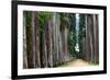 The Palm Alley In The Botanical Garden In Rio De Janeiro-xura-Framed Photographic Print