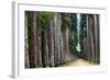 The Palm Alley In The Botanical Garden In Rio De Janeiro-xura-Framed Photographic Print