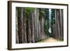 The Palm Alley In The Botanical Garden In Rio De Janeiro-xura-Framed Photographic Print