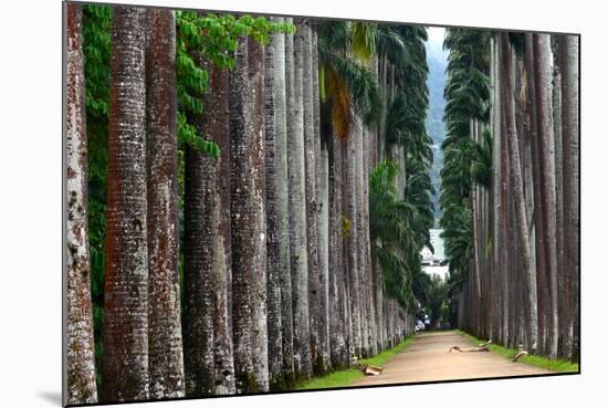 The Palm Alley In The Botanical Garden In Rio De Janeiro-xura-Mounted Photographic Print