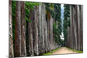 The Palm Alley In The Botanical Garden In Rio De Janeiro-xura-Mounted Photographic Print