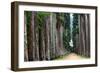 The Palm Alley In The Botanical Garden In Rio De Janeiro-xura-Framed Photographic Print