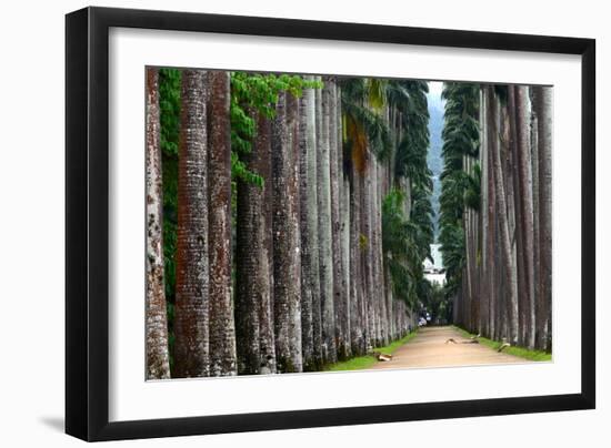 The Palm Alley In The Botanical Garden In Rio De Janeiro-xura-Framed Photographic Print