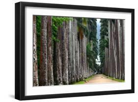 The Palm Alley In The Botanical Garden In Rio De Janeiro-xura-Framed Photographic Print
