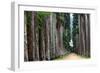 The Palm Alley In The Botanical Garden In Rio De Janeiro-xura-Framed Photographic Print