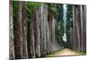 The Palm Alley In The Botanical Garden In Rio De Janeiro-xura-Mounted Photographic Print