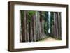 The Palm Alley In The Botanical Garden In Rio De Janeiro-xura-Framed Photographic Print