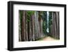 The Palm Alley In The Botanical Garden In Rio De Janeiro-xura-Framed Photographic Print