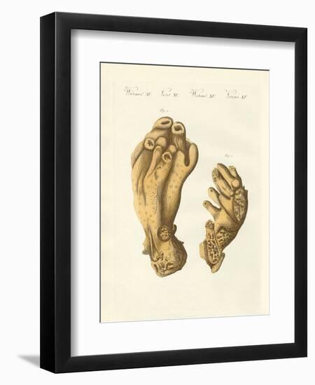 The Palmated Seekork or Devil's Hand-null-Framed Premium Giclee Print