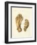 The Palmated Seekork or Devil's Hand-null-Framed Premium Giclee Print