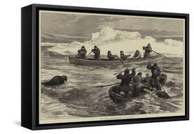 The Pandora Arctic Expedition, Walrus-Shooting-null-Framed Stretched Canvas