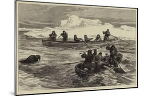 The Pandora Arctic Expedition, Walrus-Shooting-null-Mounted Giclee Print