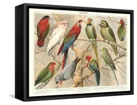 The Parrot Family-null-Framed Stretched Canvas