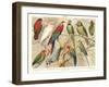 The Parrot Family-null-Framed Art Print