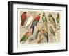 The Parrot Family-null-Framed Art Print