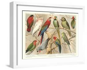 The Parrot Family-null-Framed Art Print