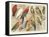 The Parrot Family-null-Framed Stretched Canvas