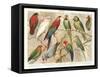 The Parrot Family-null-Framed Stretched Canvas
