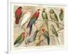 The Parrot Family-null-Framed Art Print