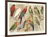 The Parrot Family-null-Framed Art Print