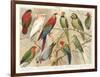 The Parrot Family-null-Framed Art Print