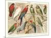 The Parrot Family-null-Mounted Art Print