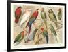 The Parrot Family-null-Framed Art Print