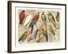 The Parrot Family-null-Framed Art Print