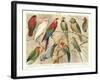 The Parrot Family-null-Framed Art Print