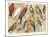 The Parrot Family-null-Mounted Art Print