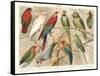 The Parrot Family-null-Framed Stretched Canvas