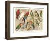 The Parrot Family-null-Framed Art Print