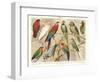 The Parrot Family-null-Framed Art Print