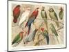 The Parrot Family-null-Mounted Art Print