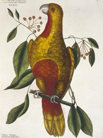 https://imgc.allpostersimages.com/img/posters/the-parrot-of-paradise-or-the-redwood-parrot_u-L-Q1HMPJM0.jpg?artPerspective=n
