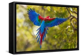 The Parrot-Art Wolfe-Framed Stretched Canvas