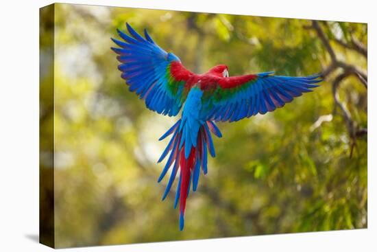 The Parrot-Art Wolfe-Stretched Canvas