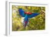 The Parrot-Art Wolfe-Framed Premium Photographic Print