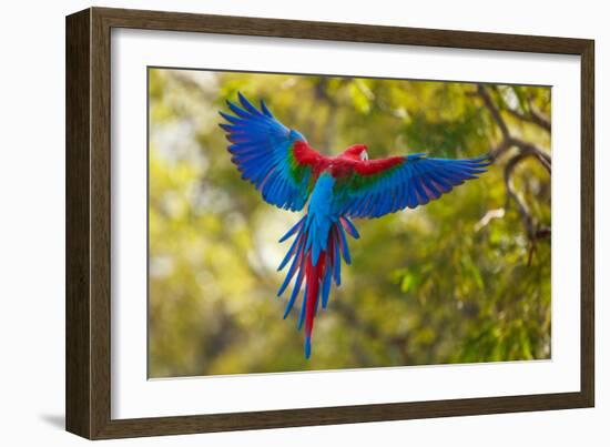 The Parrot-Art Wolfe-Framed Photographic Print