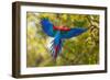 The Parrot-Art Wolfe-Framed Photographic Print