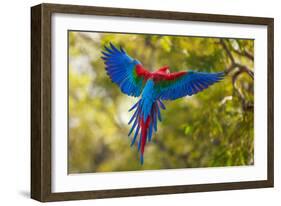 The Parrot-Art Wolfe-Framed Photographic Print