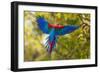 The Parrot-Art Wolfe-Framed Photographic Print