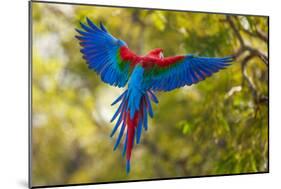 The Parrot-Art Wolfe-Mounted Photographic Print