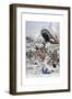 The Passenger Liner 'Liban' Sinking after Colliding with Another Ship, 1903-null-Framed Giclee Print