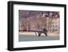 The Passerelle Saint Georges and the River Saone, Lyon, Rhone-Alpes, France, Europe .-Julian Elliott-Framed Photographic Print