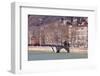 The Passerelle Saint Georges and the River Saone, Lyon, Rhone-Alpes, France, Europe .-Julian Elliott-Framed Photographic Print