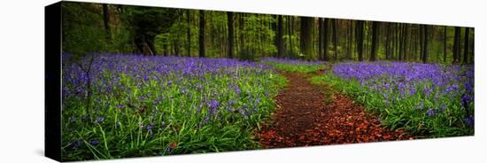 The Path Divided-Doug Chinnery-Stretched Canvas