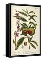 The Peach Tree-Elizabeth Blackwell-Framed Stretched Canvas